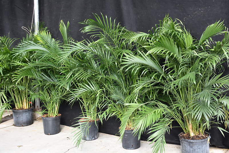 Cat Palm (Chamaedorea cataractarum) at Pesche's Garden Center