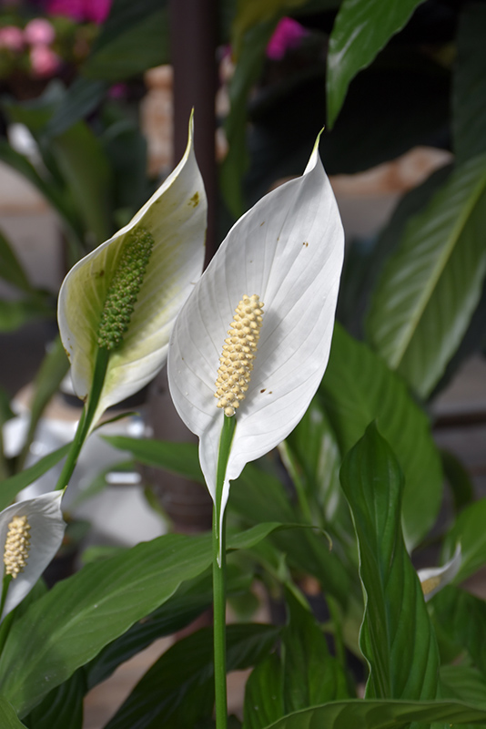 Peace Lily (Spathiphyllum cochlearispathum) at Pesche's Garden Center