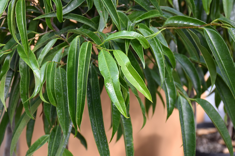 Alii Fig (Ficus maclellandii 'Alii') at Pesche's Garden Center