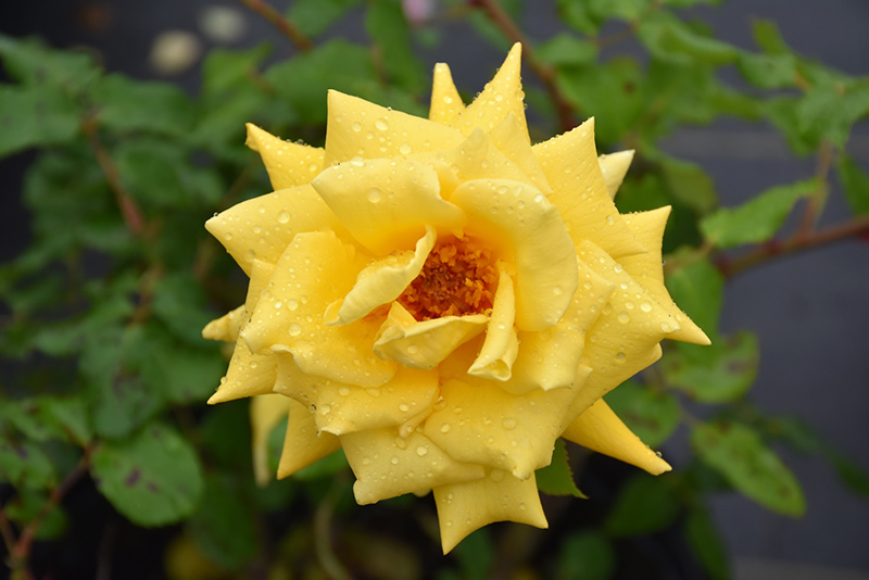Royal Gold Rose (Rosa 'Royal Gold') at Pesche's Garden Center