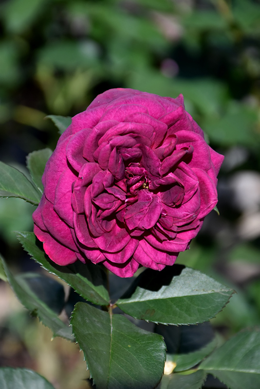 Celestial Night Rose (Rosa 'WEKebtigrad') at Pesche's Garden Center