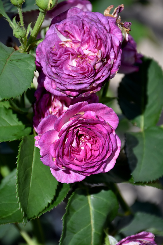 Arctic Blue Rose (Rosa 'WEKblufytirar') at Pesche's Garden Center