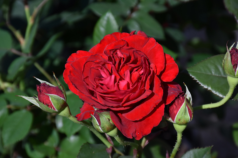 Lady In Red Rose (Rosa 'WEKvaldaom') at Pesche's Garden Center
