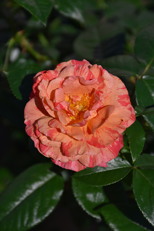 Frida Kahlo Rose (Rosa 'WEKcifrabaun') at Pesche's Garden Center