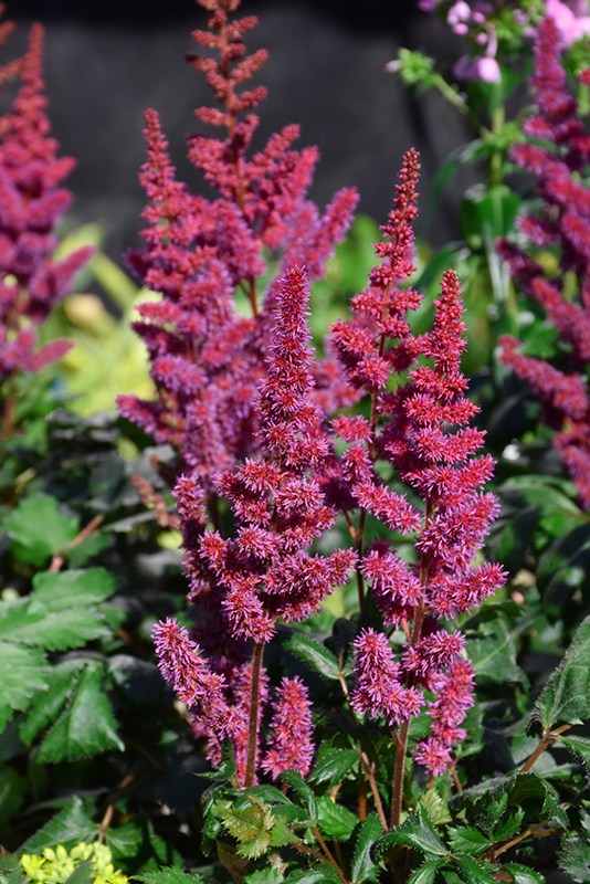 Visions in Red Chinese Astilbe (Astilbe chinensis 'Visions in Red') at Pesche's Garden Center