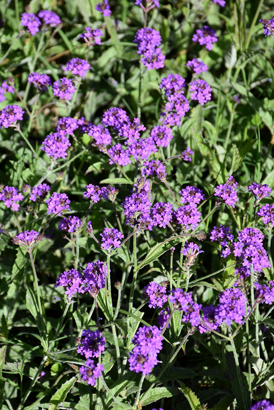 Purple Verbena (Verbena rigida) at Pesche's Garden Center