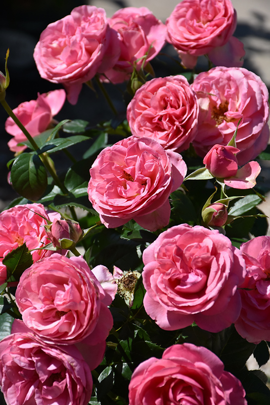 All Dressed Up Rose (Rosa 'WEKgrasucejuc') at Pesche's Garden Center