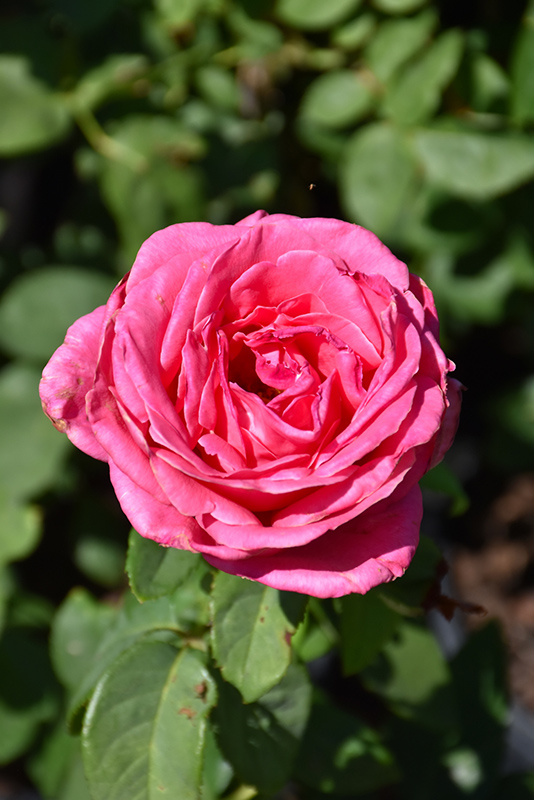 Perfume Delight Rose (Rosa 'Perfume Delight') at Pesche's Garden Center