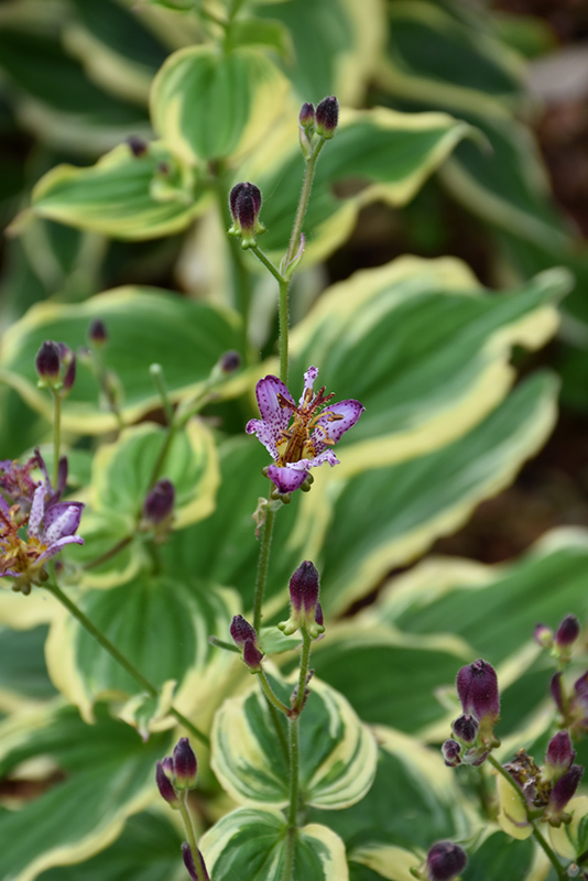 Samurai Toad Lily (Tricyrtis formosana 'Samurai') at Pesche's Garden Center