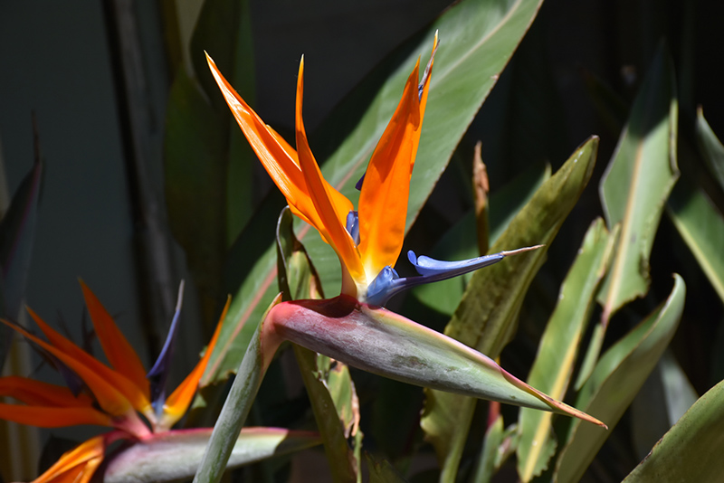 Orange Bird Of Paradise (Strelitzia reginae) at Pesche's Garden Center