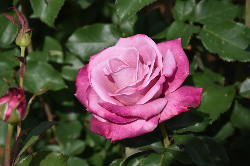 Fragrant Plum Rose (Rosa 'Fragrant Plum') at Pesche's Garden Center