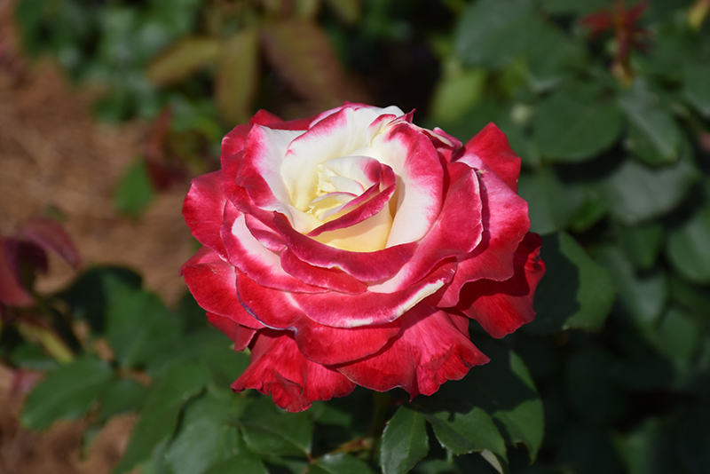 Double Delight Rose (Rosa 'Double Delight') at Pesche's Garden Center