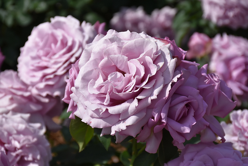 Love Song Rose (Rosa 'WEKstameda') at Pesche's Garden Center