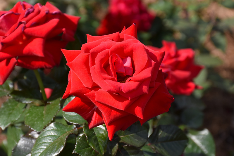 Drop Dead Red Rose (Rosa 'Drop Dead Red') at Pesche's Garden Center