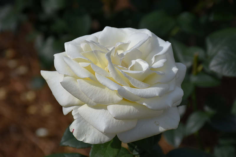 Sugar Moon Rose (Rosa 'WEKmemolo') at Pesche's Garden Center