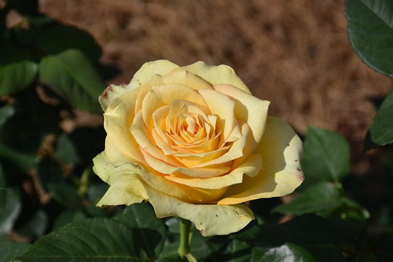 St. Patrick Rose (Rosa 'WEKamanda') at Pesche's Garden Center