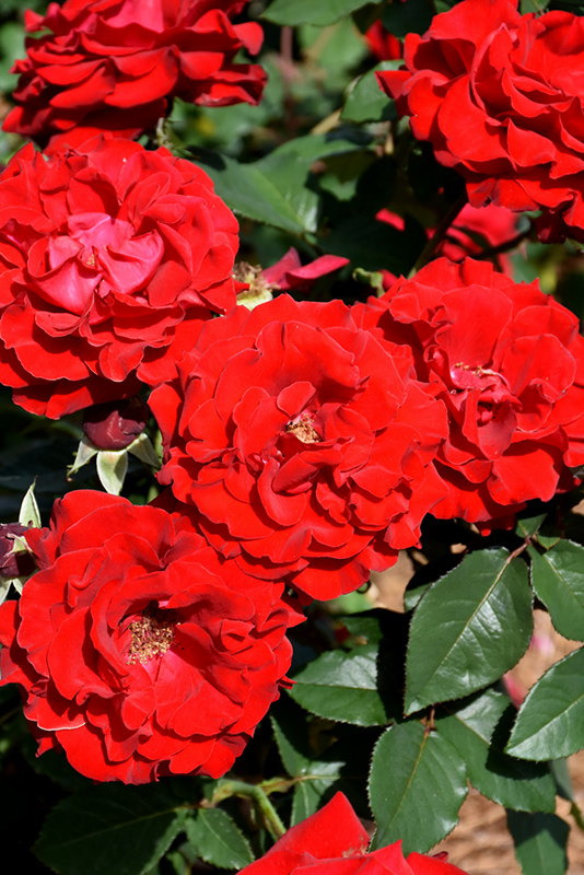 Oh My! Rose (Rosa 'WEKcisfribo') at Pesche's Garden Center