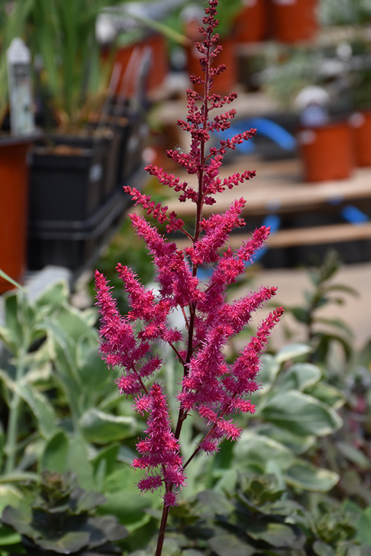 Mighty Chocolate Cherry Chinese Astilbe (Astilbe chinensis 'Mighty Chocolate Cherry') at Pesche's Garden Center