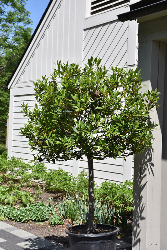 Bay Laurel (tree form) (Laurus nobilis (tree form)) at Pesche's Garden Center