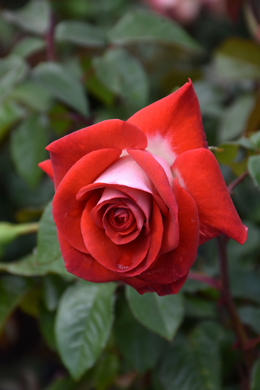 Smokin' Hot Rose (Rosa 'WEKmopaga') at Pesche's Garden Center