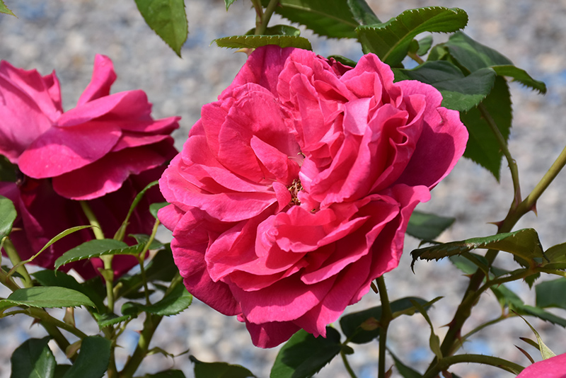 Grande Dame Rose (Rosa 'WEKmerewby') at Pesche's Garden Center