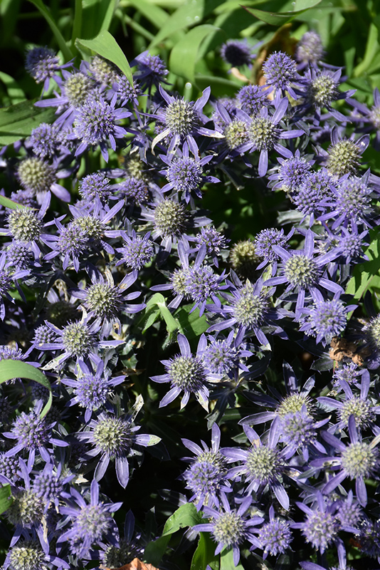 Blue Hobbit Sea Holly (Eryngium planum 'Blue Hobbit') at Pesche's Garden Center