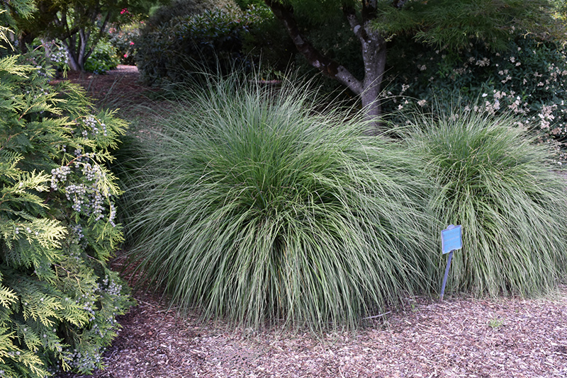 Hameln Dwarf Fountain Grass (Pennisetum alopecuroides 'Hameln') at Pesche's Garden Center