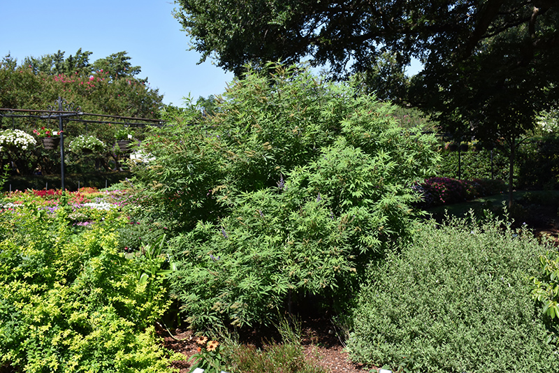 Delta Blues Chaste Tree (Vitex agnus-castus 'PIIVAC-I') at Pesche's Garden Center