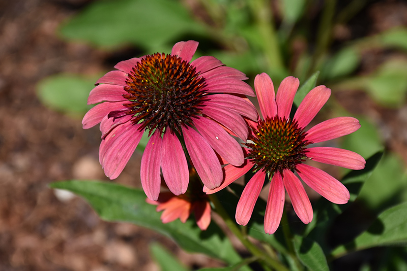 SunSeekers Coral Coneflower (Echinacea 'SunSeekers Coral') at Pesche's Garden Center