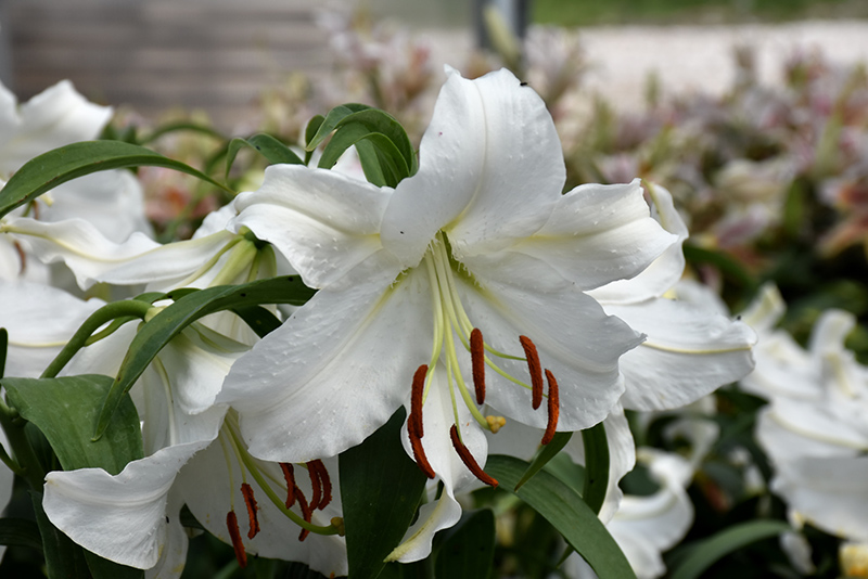 Casa Blanca Lily (Lilium 'Casa Blanca') at Pesche's Garden Center