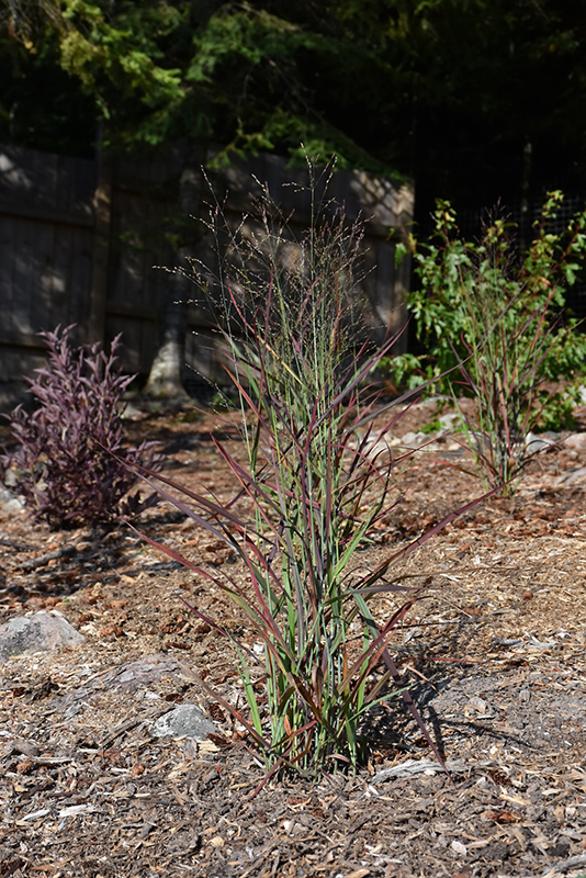 Hot Rod Switch Grass (Panicum virgatum 'Hot Rod') at Pesche's Garden Center