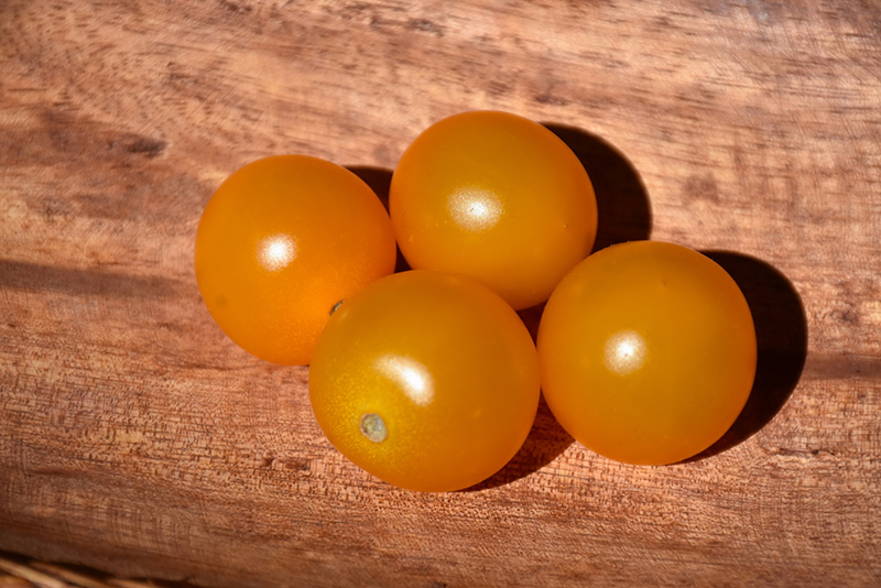 Sungold Tomato (Solanum lycopersicum 'Sungold') at Pesche's Garden Center