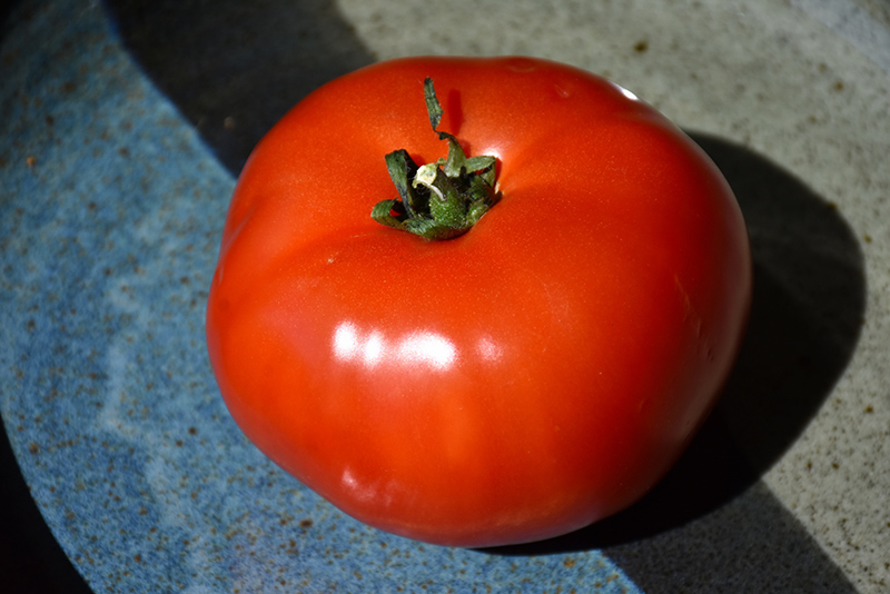 Bush Early Girl Tomato (Solanum lycopersicum 'Bush Early Girl') at Pesche's Garden Center