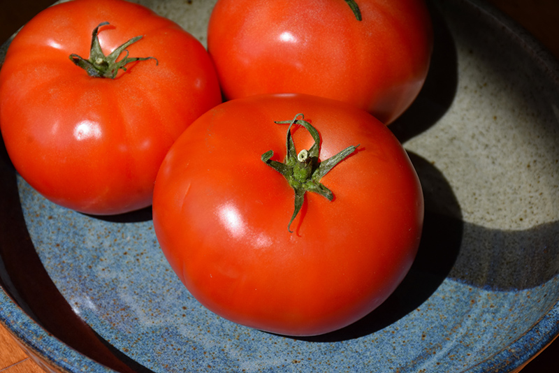 Beefy Boy Tomato (Solanum lycopersicum 'Beefy Boy') at Pesche's Garden Center
