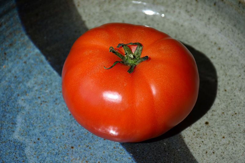Super Fantastic Tomato (Solanum lycopersicum 'Super Fantastic') at Pesche's Garden Center