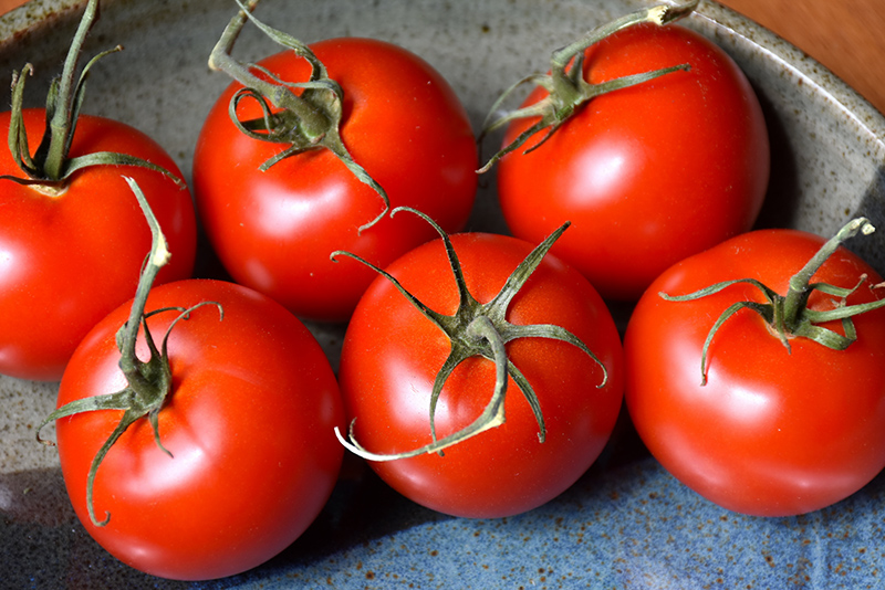 Patio Tomato (Solanum lycopersicum 'Patio') at Pesche's Garden Center