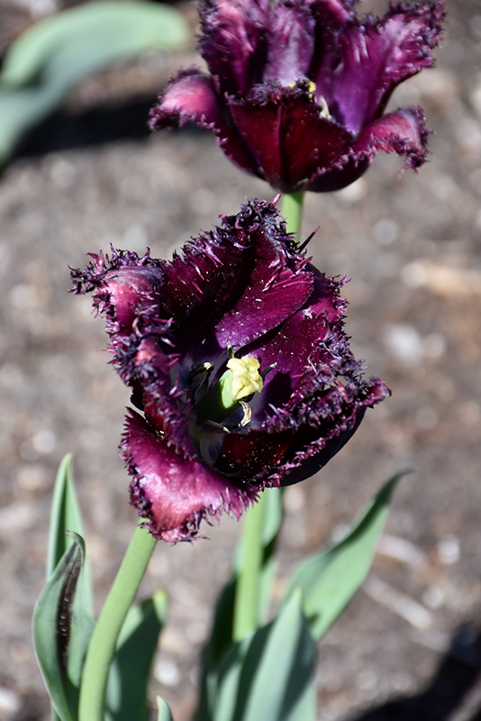 Black Parrot Tulip (Tulipa 'Black Parrot') at Pesche's Garden Center