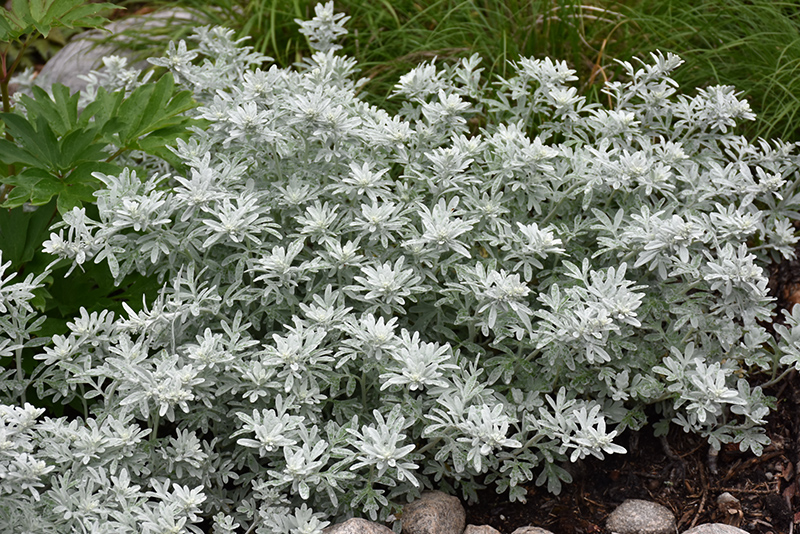 Silver Brocade Artemesia (Artemisia stelleriana 'Silver Brocade') at Pesche's Garden Center