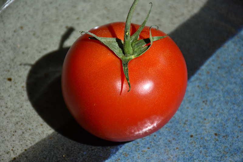 Early Girl Tomato (Solanum lycopersicum 'Early Girl') at Pesche's Garden Center