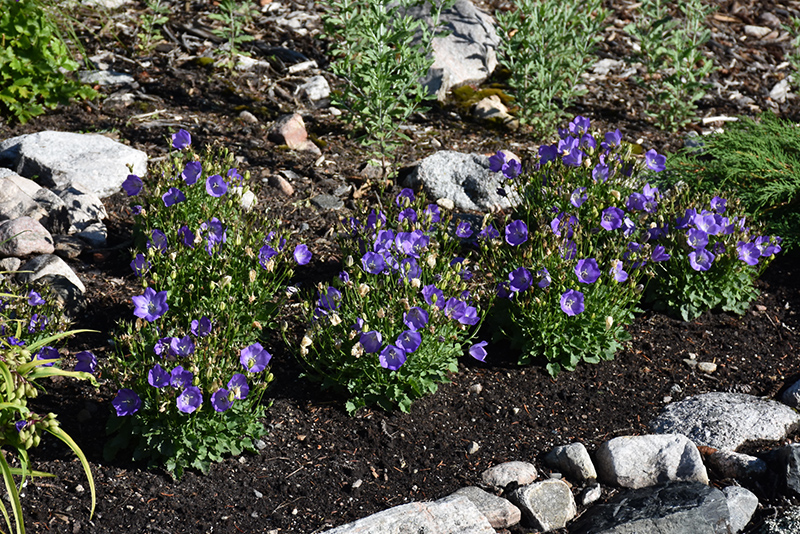 Rapido Blue Bellflower (Campanula carpatica 'Rapido Blue') at Pesche's Garden Center