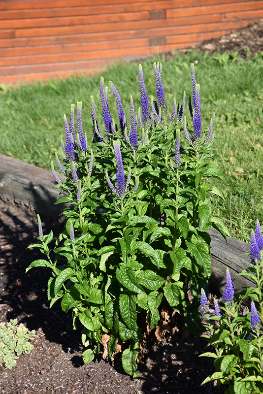 Sunny Border Blue Speedwell (Veronica 'Sunny Border Blue') at Pesche's Garden Center