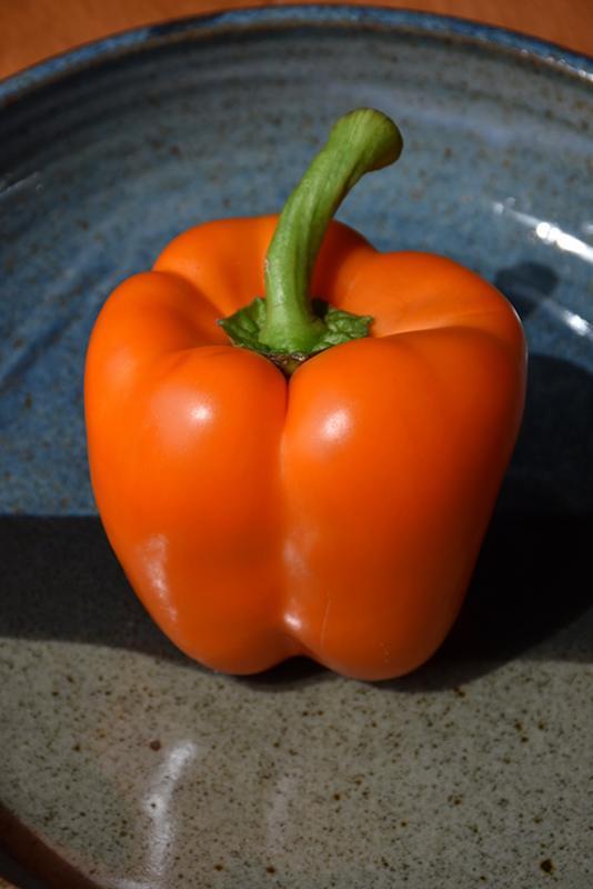 Orange Bell Pepper (Capsicum annuum 'Orange Bell') at Pesche's Garden Center