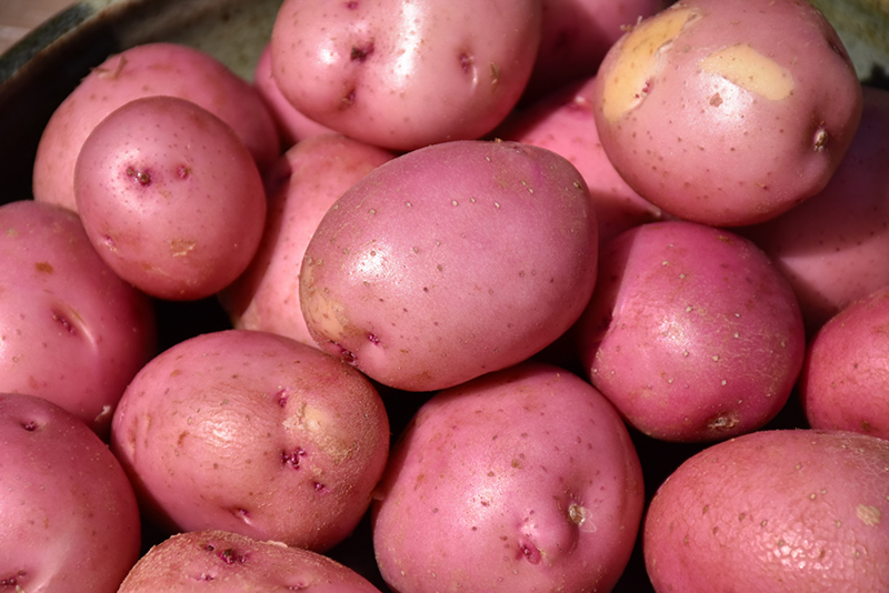 Red Potato (Solanum tuberosum 'Red') at Pesche's Garden Center