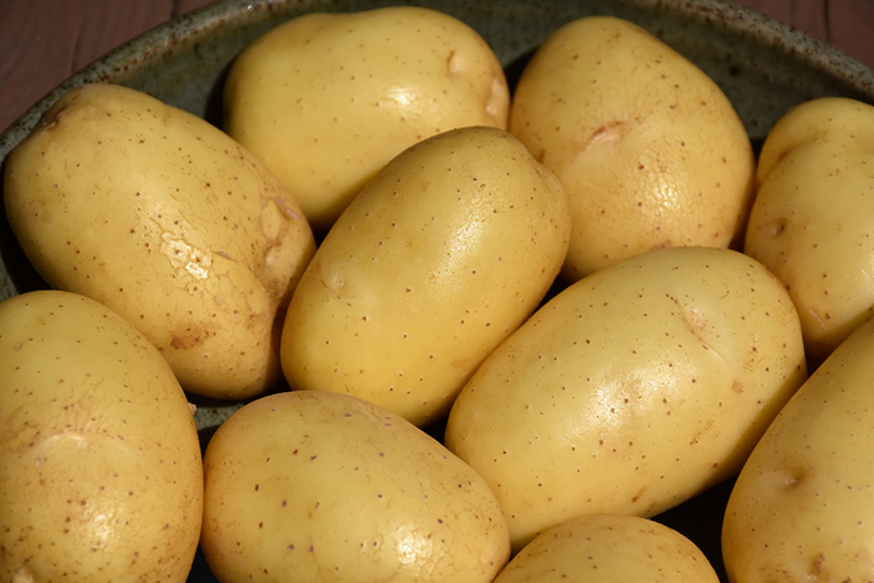 White Potato (Solanum tuberosum 'White') at Pesche's Garden Center