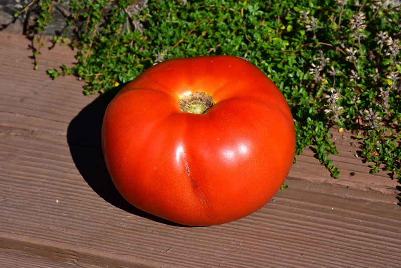Park's Whopper Tomato (Solanum lycopersicum 'Park's Whopper') at Pesche's Garden Center