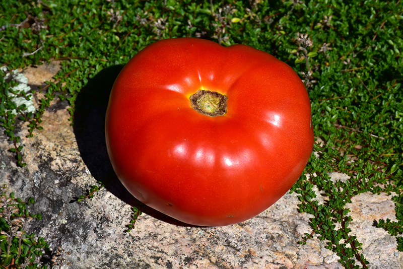 Mortgage Lifter Tomato (Solanum lycopersicum 'Mortgage Lifter') at Pesche's Garden Center