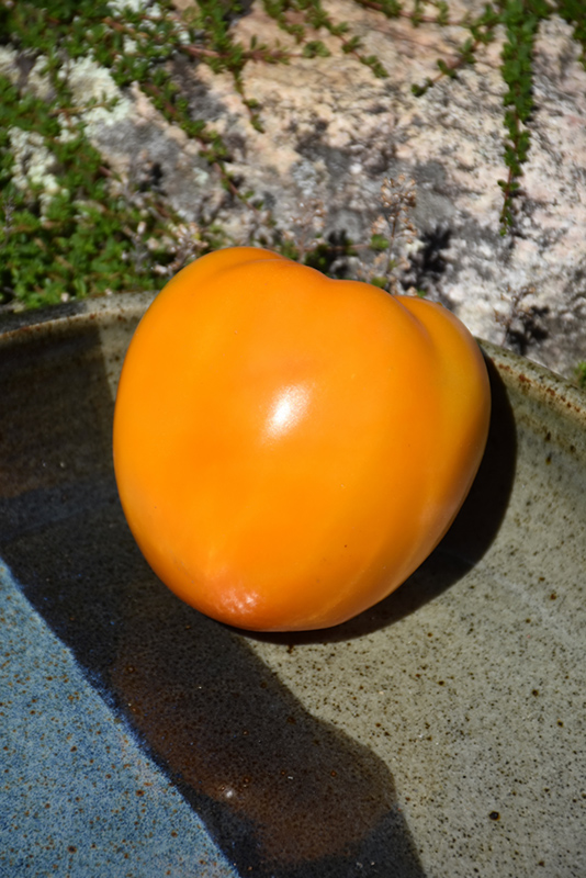 Golden Jubilee Tomato (Solanum lycopersicum 'Golden Jubilee') at Pesche's Garden Center