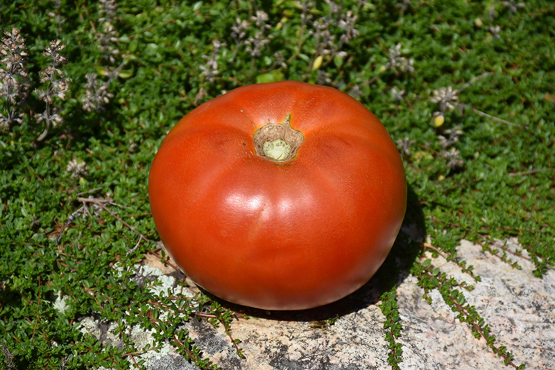 Whopper Tomato (Solanum lycopersicum 'Whopper') at Pesche's Garden Center