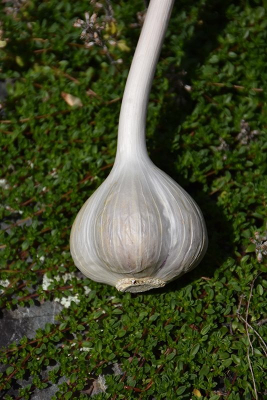 Garlic (Allium sativum) at Pesche's Garden Center