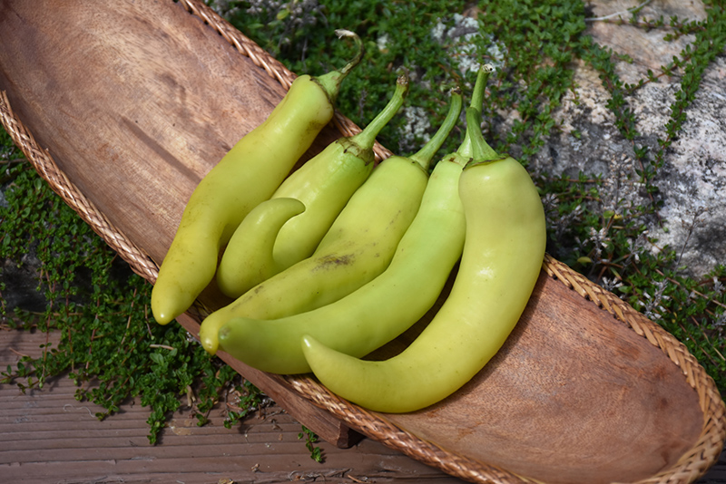 Banana Pepper (Capsicum annuum 'Banana') at Pesche's Garden Center